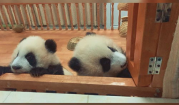 熊猫的视频,熊猫视频中的温馨瞬间回顾